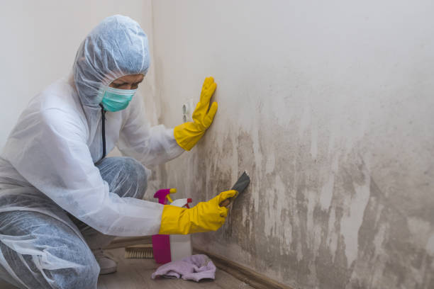 Reliable Plumsteadville, PA Mold Removal Solutions